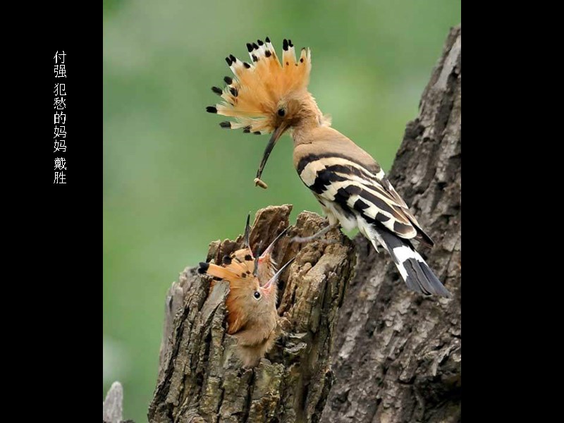 付强 犯愁的妈妈 戴胜